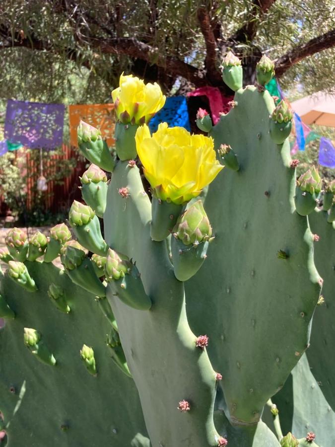 Casa Azul - Cute Centrally Located Adobe With Large Fenced Outdoor Living For Pets And Adults, Non-Smoking Tucson Exterior photo